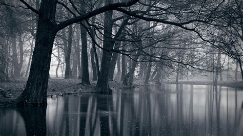 🔥 Download Dark Forest Background HD Wallpaper Walops by @gsnyder | Dark Forest Backgrounds ...