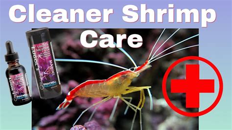 Cleaner Shrimp (How To Care For Cleaner Shrimp) Parasite Control In Your Reef Tank - YouTube