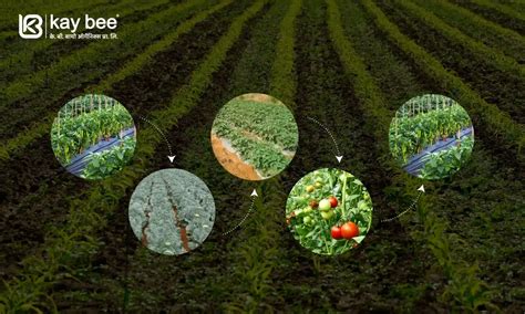 Crop Rotation - Enhancing Agriculture Through Sustainable Farming Practices