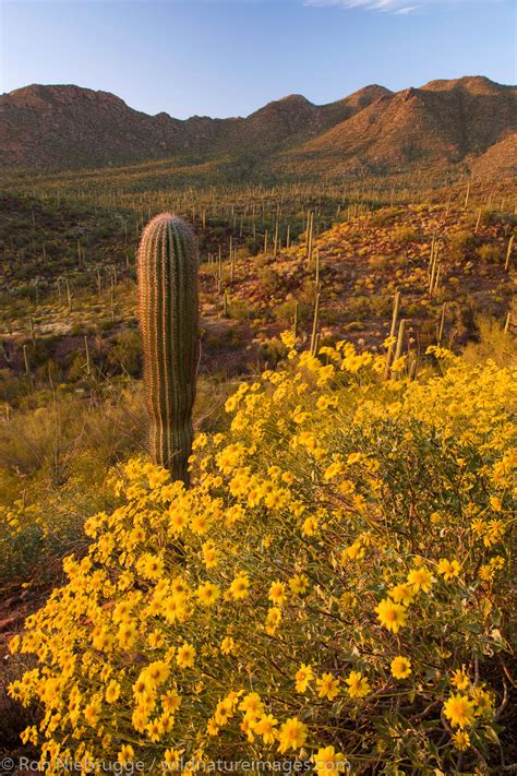 Wildflowers, Saguaro National Park | Tucson, Arizona. | Photos by Ron ...