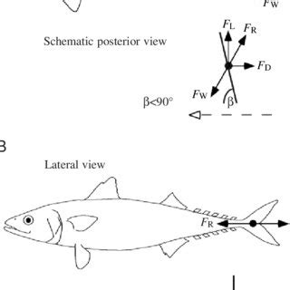 (PDF) Tail kinematics of the chub mackerel Scomber japonicus: Testing ...