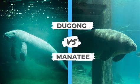 Dugong vs Manatee | What are the Differences?