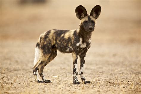 Fun Facts About African Animals: The Wild Dog