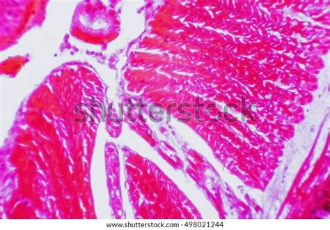 Science Background Earthworm Under Microscope Increased Stock Photo 498021244 | Shutterstock