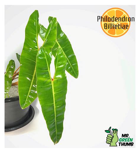 Houseplant, Philodendron, Rare Plants, Tropical Plants, I Fall In Love, Green Thumb, Indoor ...