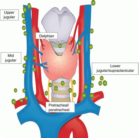 Surgical Anatomy of the Thyroid Gland | Basicmedical Key