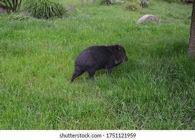 Scary Wild Pig Running Away Stock Photo 1751121959 | Shutterstock