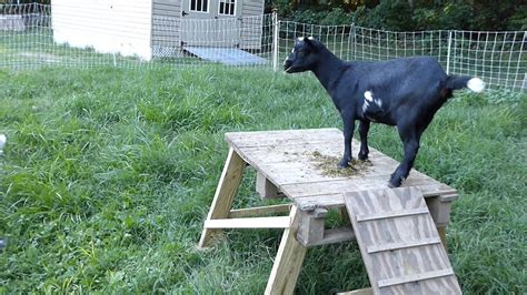 goats get a new toy - YouTube