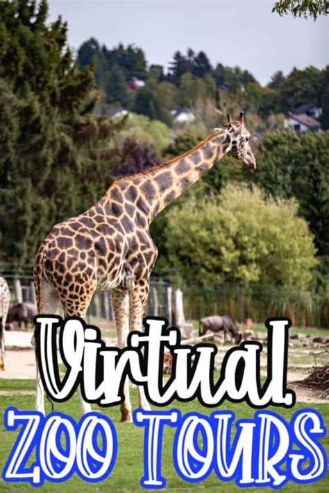 Virtual Zoo Tours to Take from Home • MidgetMomma