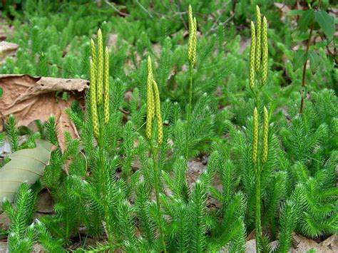 Lycopodium clavatum Images - Useful Tropical Plants