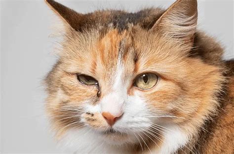 Cat Eye Infection: Symptoms, Causes & Remedies