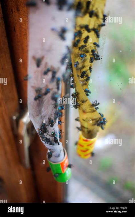 Dead flies stuck to a flypaper in the window of a house Stock Photo - Alamy