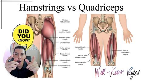 MBLEx Review: How to REMEMBER the Hamstrings vs Quadriceps Muscles - YouTube