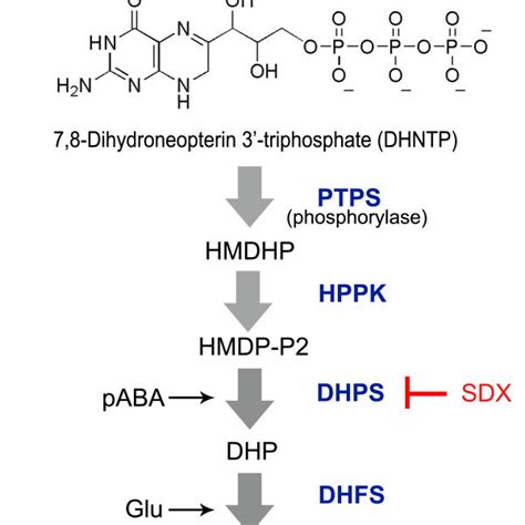 GCH1 reaction in the folate pathway of Plasmodium falciparum. Malaria... | Download Scientific ...