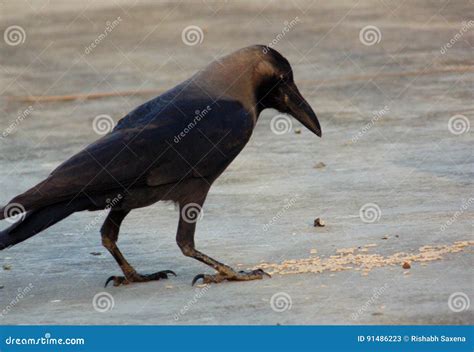 Crow Eating Stock Photo | CartoonDealer.com #6787836