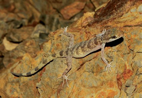 Species New to Science: [Herpetology • 2016] Parsigecko ziaiei • A New Genus and Species of ...