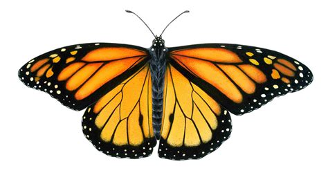 Monarch Butterfly