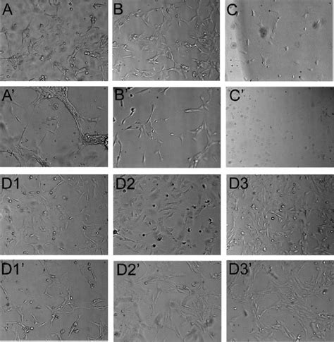 Representative images (40?) of the morphological characteristics of ...