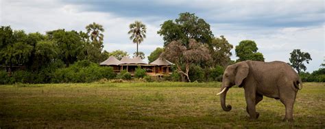 10 Best Okavango Delta Safari Lodges & Safari Camps