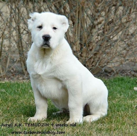 Alabai Central Asian Ovcharka in Johannesburg | Breeders | Dog Breeders Gallery 112020