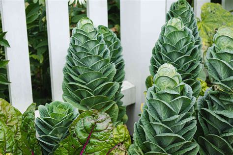 How to Grow and Care for Collard Greens