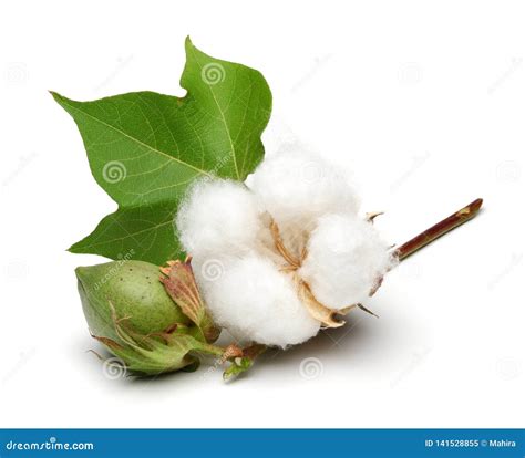 Cotton Plant and Green Cotton Boll with Leaf Isolated Stock Image - Image of organic, natural ...