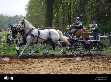 Carriage racing championship in Horst Netherlands Stock Photo - Alamy