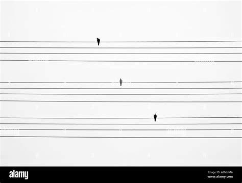 Birds on telegraph wires Stock Photo - Alamy