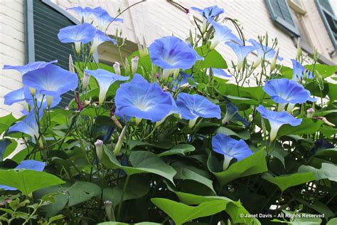 42-Ipomoea tricolor ‘Heavenly Blue’ | Janet Davis Explores Colour