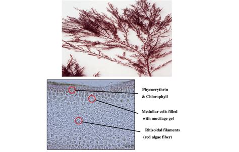 Red Algae Labeled