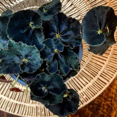 8 Best Black Indoor Plants for a Dark Aesthetic