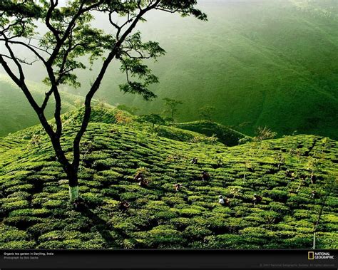 tea - Buscar con Google | Ceremonia del Té | Ceremonia del té, Jardines ...