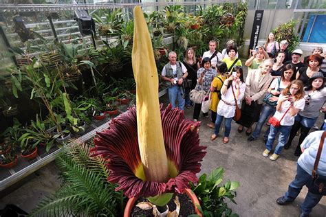 The Corpse Flower: Description, Life Cycle, Facts