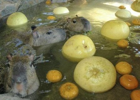 Capybara stew | Capybara, Pure fun, Onsen japan