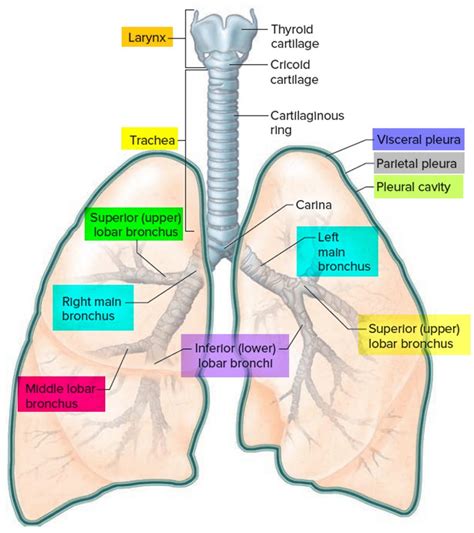 Pleural effusion causes, types, symptoms, diagnosis and treatment