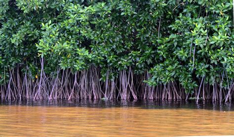 Endangered mangrove species found in West Kalimantan - Environment - The Jakarta Post