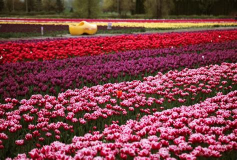 Millions of tulips have burst into colour at this Chilliwack festival ...