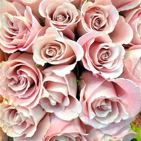 Beautiful bouquet: 'Dusty Rose' #roses at #louisville #cos… | Flickr