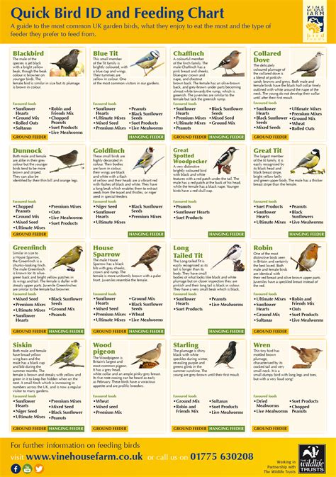 Quick Bird ID and Feeding Chart Infographic