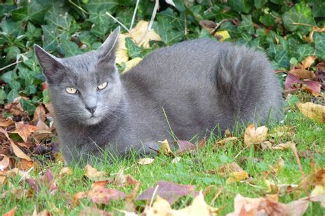 Korat Cat Breed (History, Grooming, Features & More)