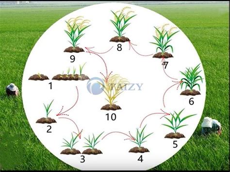 Rice From Planting To Harvest | Growing Process Of Rice