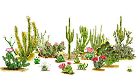 Cactus Species of the American Southwest (Complete Guide)