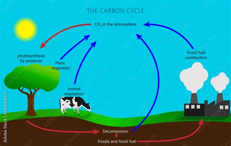 the carbon cycle diagram Stock Vector | Adobe Stock