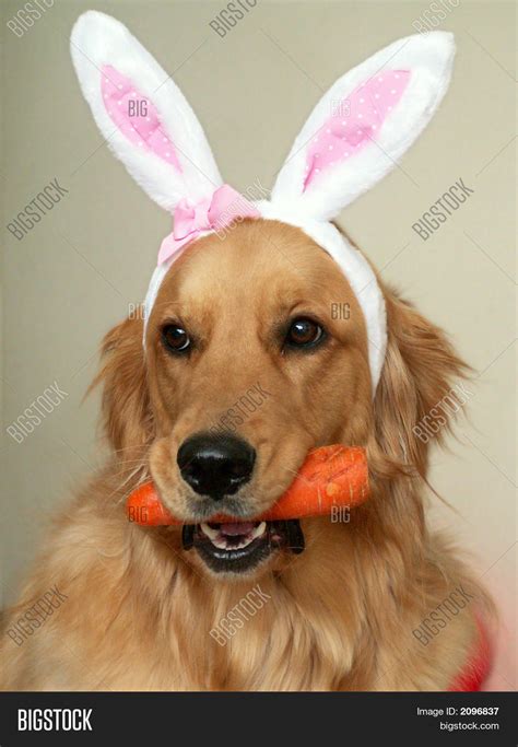 Easter Bunny Dog Image & Photo (Free Trial) | Bigstock