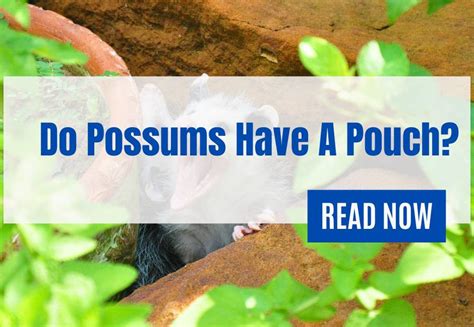 Do Possums Have A Pouch? - Qunelia