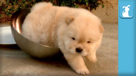 Top 10 Fluffiest Chow Puppy Moments - Puppy Love - YouTube