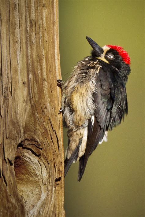 Feather Tailed Stories: Acorn Woodpecker