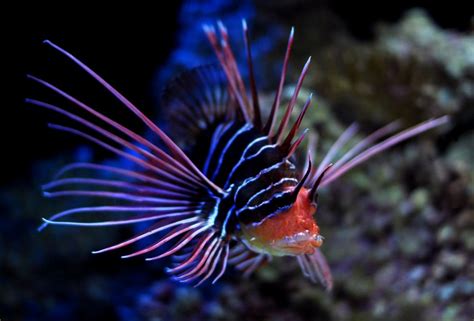 PLANET ANIMALS 2012: Deep Sea Fish