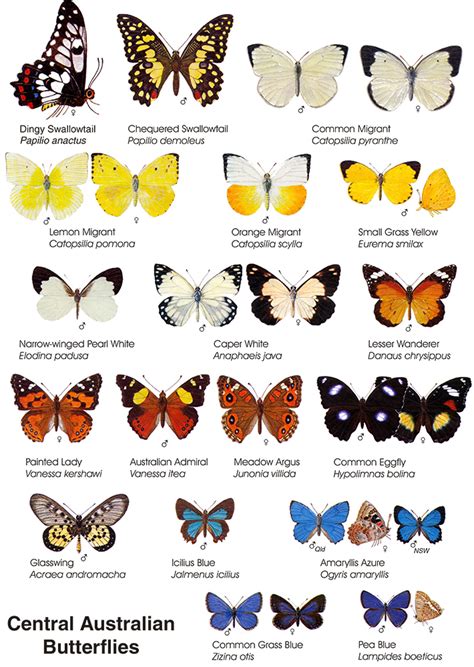 Butterflies crucial to outback pollination, despite being 'more ...