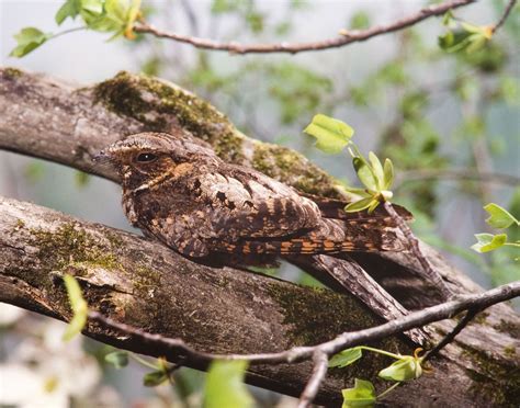 Whippoorwill | Description, Range, & Facts | Britannica